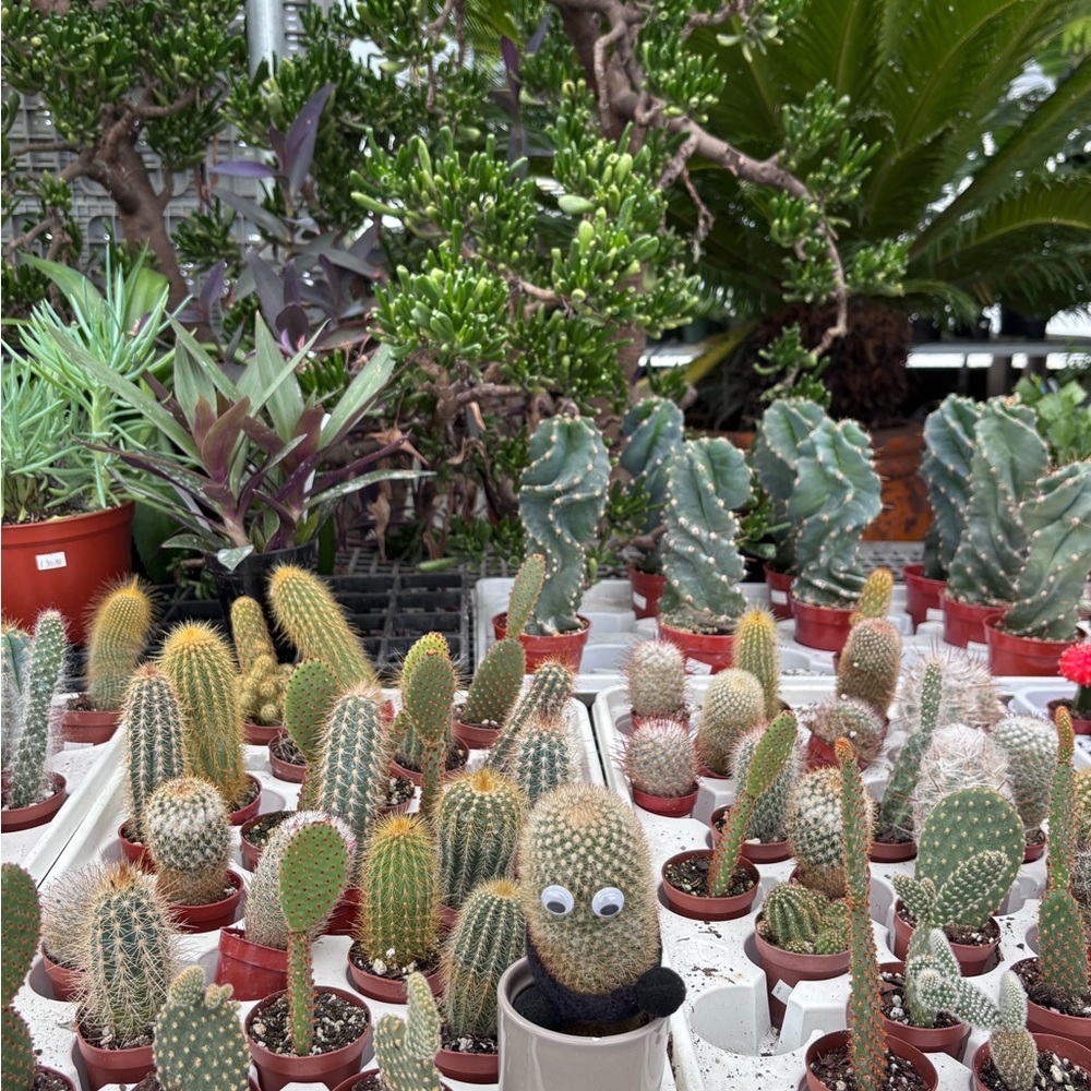 Mini Potted Cactus